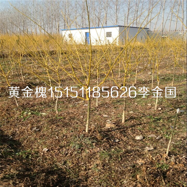 江蘇一公分黃金槐樹苗嫁接黃金槐小苗嫁接槐樹苗原始圖片2