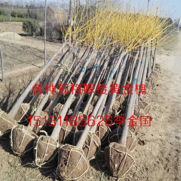 江蘇一公分黃金槐樹苗嫁接黃金槐小苗嫁接槐樹苗原始圖片3