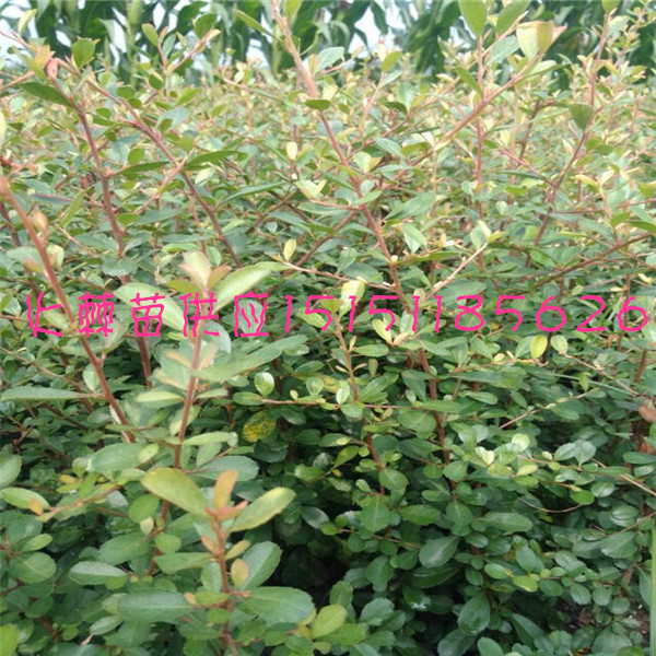 火棘工程苗江蘇一年生火棘小苗籽播火棘床苗