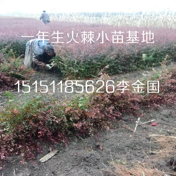 火棘工程苗江蘇一年生火棘小苗籽播火棘床苗