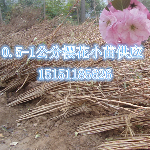 一公分櫻花苗大花純瓣紅色櫻花樹苗一米高櫻花樹苗