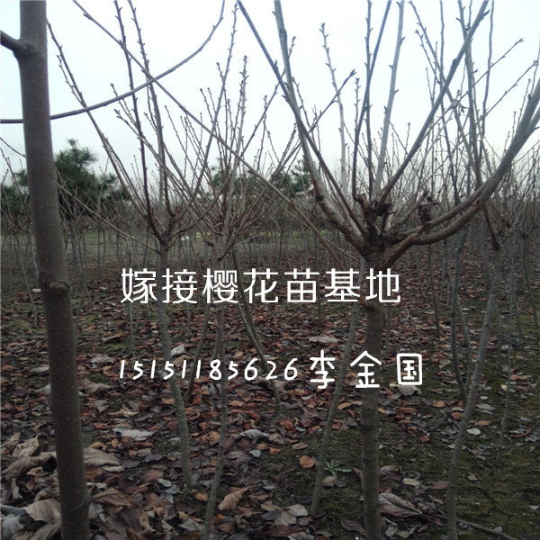 一公分櫻花苗大花純瓣紅色櫻花樹苗一米高櫻花樹苗