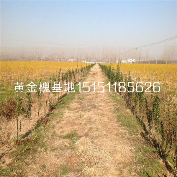 彩葉樹種1-4公分黃金槐樹苗低嫁高嫁黃金槐工程苗