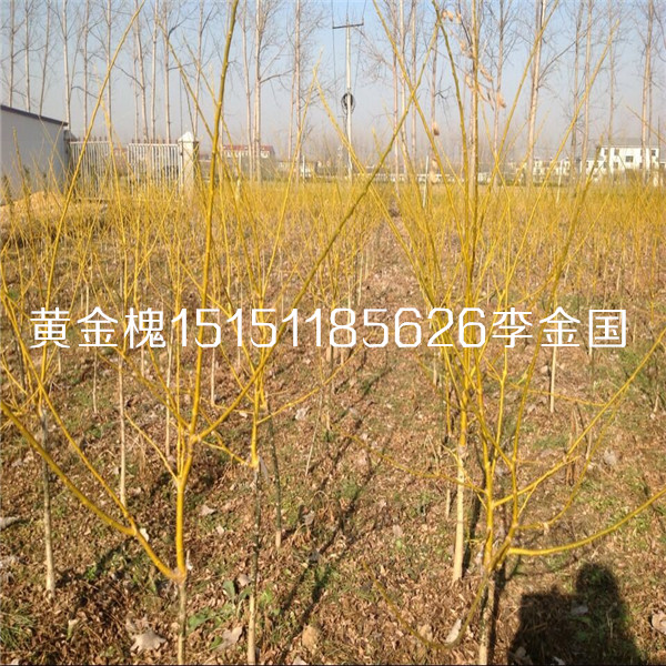 彩葉樹(shù)種1-4公分黃金槐樹(shù)苗低嫁高嫁黃金槐工程苗原始圖片3