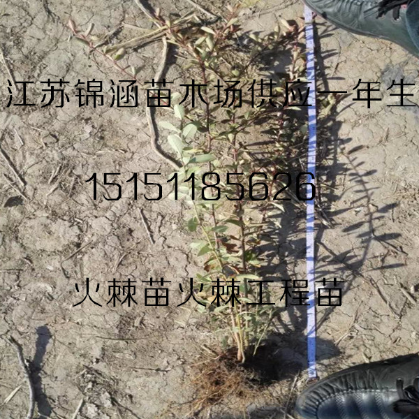 沭陽火棘苗一年生{zx1}價格籽播叢生火棘工程苗火棘球