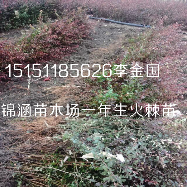 沭陽火棘苗一年生{zx1}價格籽播叢生火棘工程苗火棘球原始圖片2