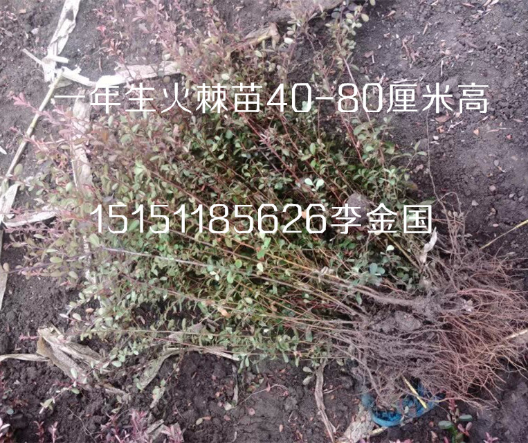 沭陽火棘苗一年生{zx1}價格籽播叢生火棘工程苗火棘球原始圖片3