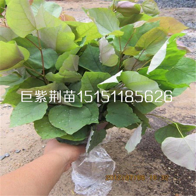 前景好的10厘米高巨紫荊芽苗籽播巨紫荊床苗量大供應