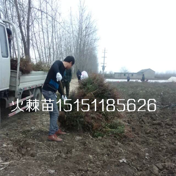 火棘苗江蘇火棘工程苗價格沭陽一年生叢生火棘苗大量供應