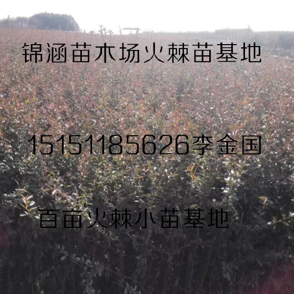 火棘苗江蘇火棘工程苗價格沭陽一年生叢生火棘苗大量供應(yīng)