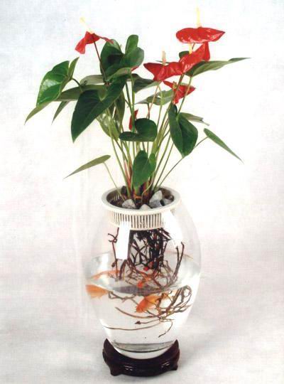 室內(nèi)植物租擺,武漢室內(nèi)植物租擺