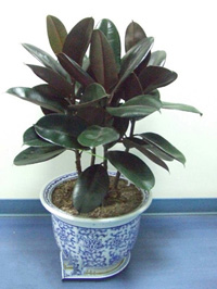 室內(nèi)植物租擺,武漢室內(nèi)植物租擺