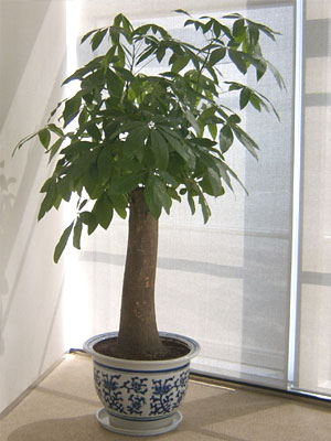 武漢花卉植物租賃原始圖片2
