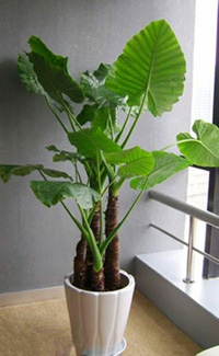 武漢花卉植物租賃原始圖片3