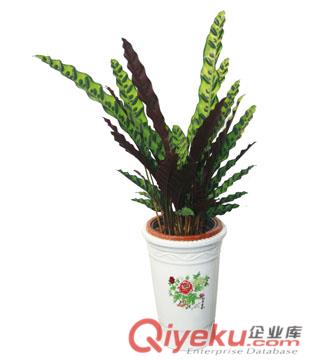 提供一方綠2014武漢植物租擺