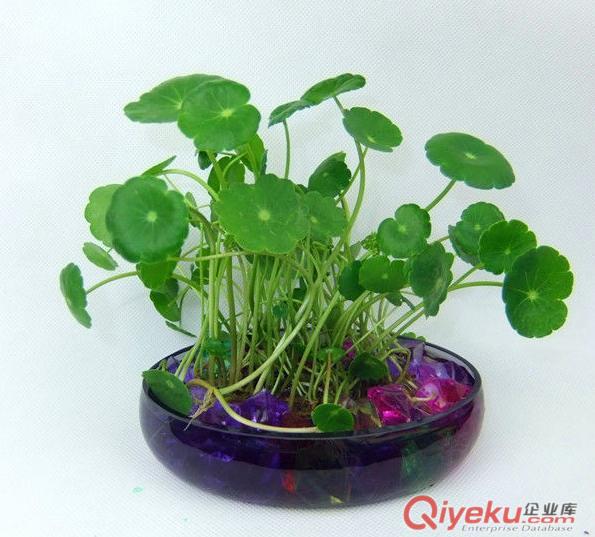 提供一方綠2014武漢植物租擺