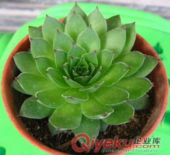 提供一方綠2014武漢植物租擺