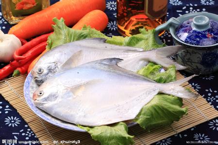 上海鑫福長期批發冷凍帶魚 海參 鮑魚 多寶魚 鯧魚 海鰻魚 秋刀魚 馬加魚 明太魚 馬面魚 銀魚 章魚 九節蝦 魷魚 金線魚