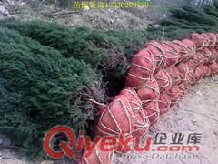沙地柏棣棠等各種苗木花卉大量低價(jià)拋售原始圖片2