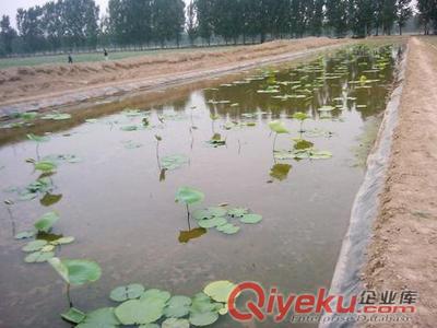阿拉善】垃圾場專用防滲膜/1毫米防滲膜價格原始圖片2