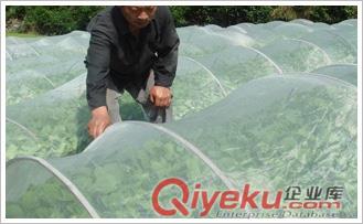 防蟲窗紗|安平縣申暢絲網制品|防蟲窗紗價格