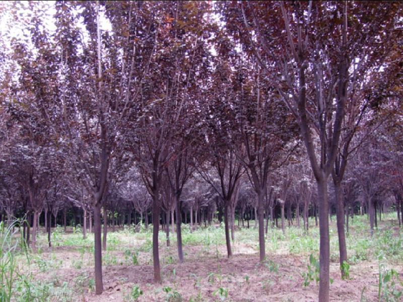 低價出售大量【紫葉李】樹苗原始圖片3