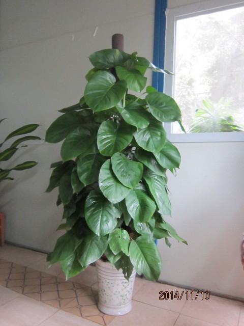 中山室內(nèi)植物