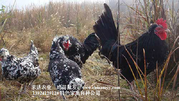 贵妃鸡蛋多少钱，贵妃鸡种蛋哪里有卖，贵妃鸡养殖技术培训