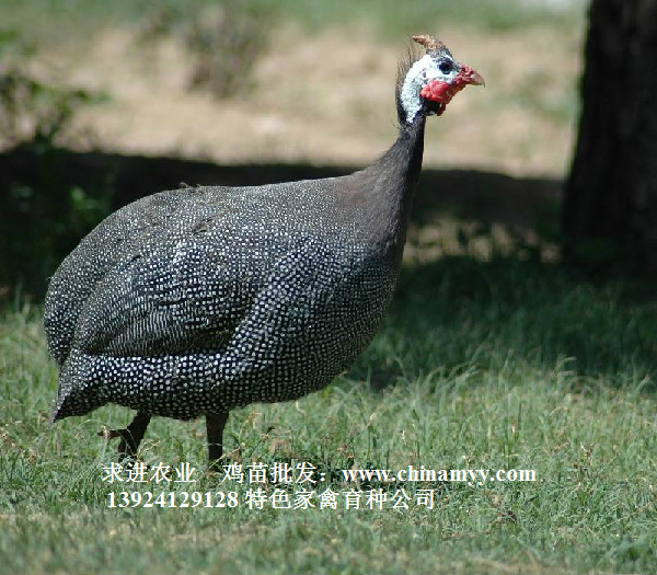 廣東大量批發(fā)野雞苗