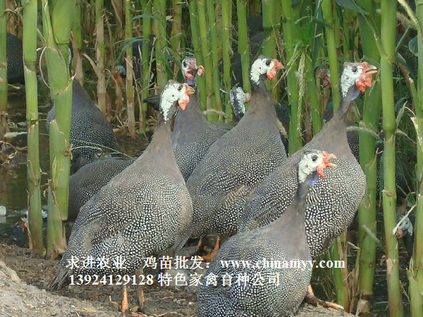 廣東珍珠雞種蛋供應
