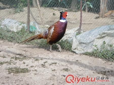 七彩山雞養(yǎng)殖需要多少錢，養(yǎng)殖成本怎么樣