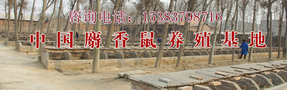 麝香鼠養(yǎng)殖要點(diǎn)公司20多年技術(shù)之一原始圖片3