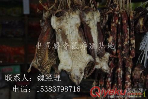 麝香鼠肉