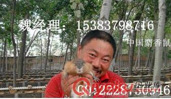 麝香鼠肉