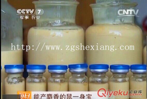 麝香鼠香曩可分泌tr的麝香15383798716