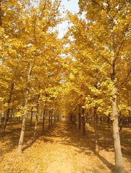 邳州懷遠(yuǎn)銀杏苗木基地長(zhǎng)期出售銀杏樹(shù) 規(guī)格齊全 價(jià)格合理 保證質(zhì)量