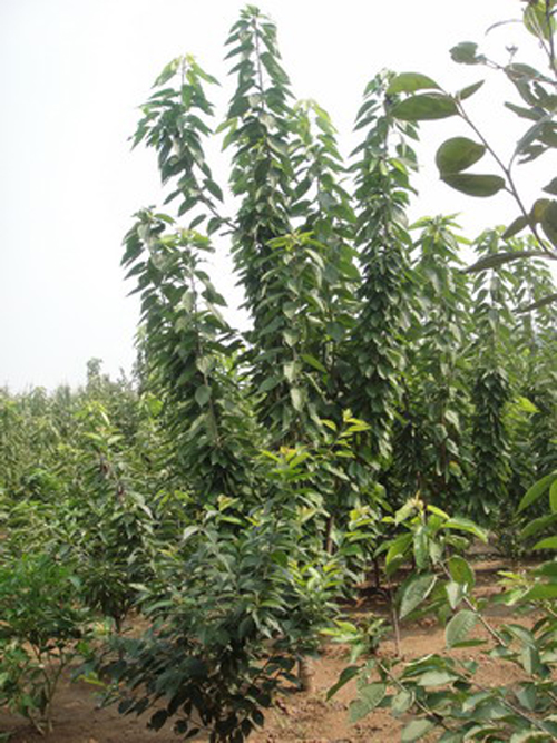 櫻桃樹苗的覆膜時(shí)間