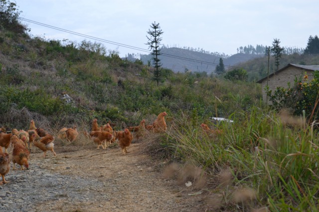 廣東陽山雞銷售