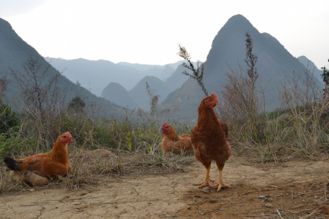 广东阳山鸡哪里好