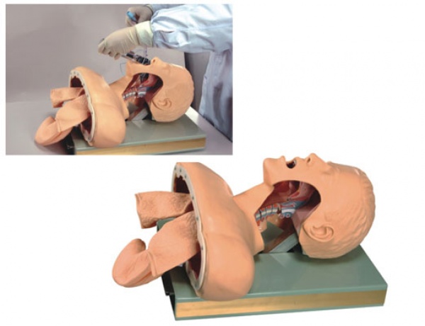 KAY-J50高級氣管插管訓(xùn)練模型-急救技能培訓(xùn)模型-臨床專業(yè)技能訓(xùn)練模型-上海康誼公司模型廠家