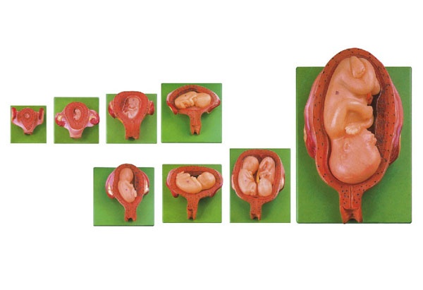 KAY/42005胎儿妊娠发育过程模型（8部件）胎儿发育模型-上海康谊-心肺复苏模型厂家