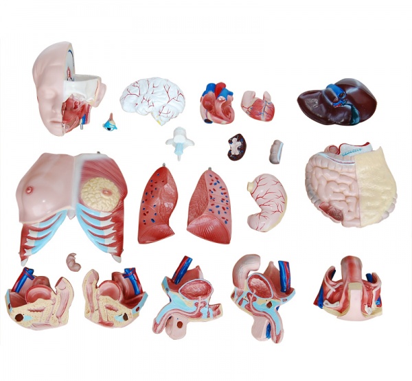  85CM無性軀干模型(20件) 人體半身軀干模型-人體解剖模型-康誼公司-心肺復蘇模型廠家