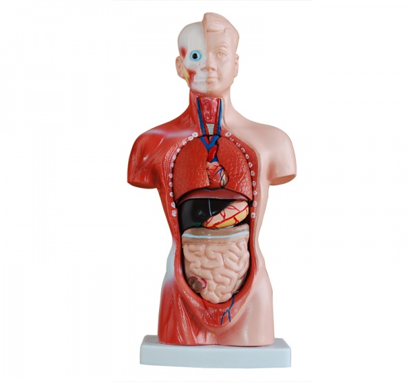 KAY-203 26CM軀干模型 （15件）人體軀干模型-人體系統(tǒng)解剖器官模型-上?？嫡x醫(yī)學教學模型廠家