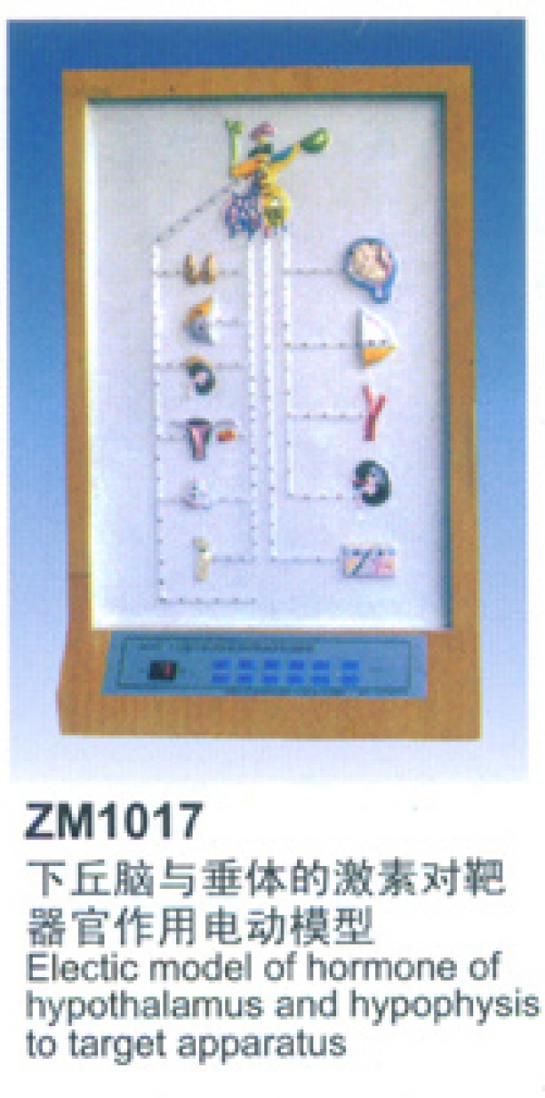 ZM1017下丘脑与垂体的素对靶器官作用电动模型-人体解剖医学模型-上海康谊公司-心肺复苏模拟人厂家