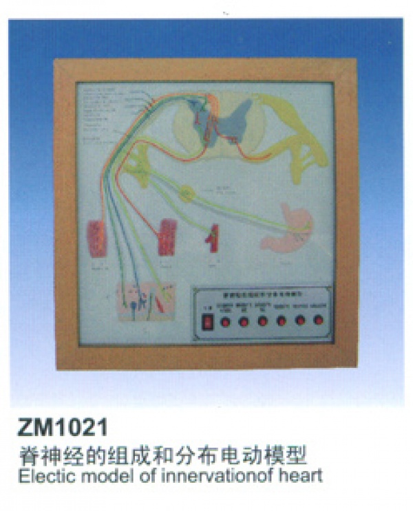 KAY-Z304脊髓損傷搬運模型人 脊椎損傷搬運模型人-醫(yī)學技能培訓模型-上?？嫡x醫(yī)學教學儀器設備有限公司