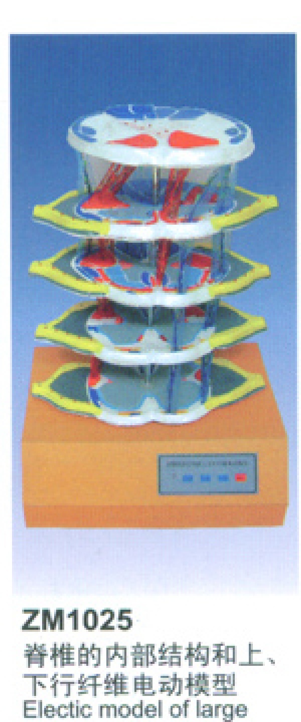 ZM1025脊髓的內部結構和上、下行纖維電動模型-醫(yī)學電動教學模型-康誼醫(yī)學模型-心肺復蘇模擬人廠家