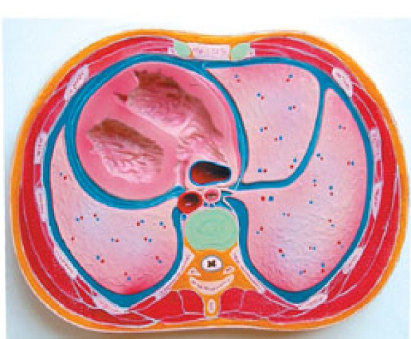 KAY-L1096胸腔横断模型-胸腔解剖模型-人体解剖医学模型-上海康谊医学教学仪器设备有限公司