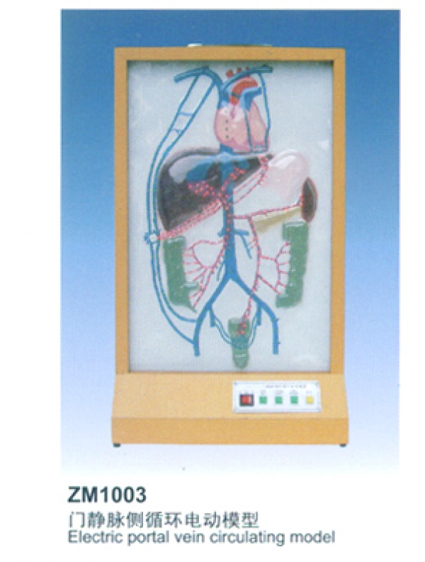 ZM1003门静脉侧支电动模型-人体解剖电动教学模型-上海康谊医学教学仪器设备有限公司