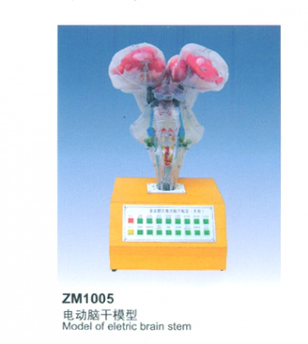 ZM1005電動(dòng)腦干模型(I型)”上?？嫡x醫(yī)學(xué)“電動(dòng)系列解剖模型-人體醫(yī)學(xué)解剖模型-心肺復(fù)蘇模型廠家