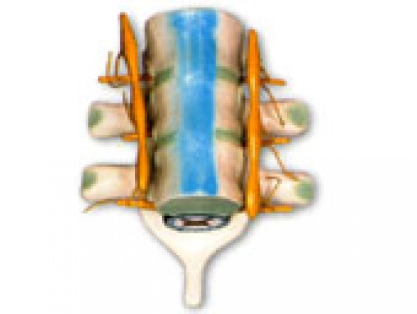 KAY-L1202脊髓和脊神经模型-人体神经解剖模型-上海康谊医学教学仪器设备有限公司